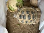 Horsfield : Male approx 7 years old (Hedgy)